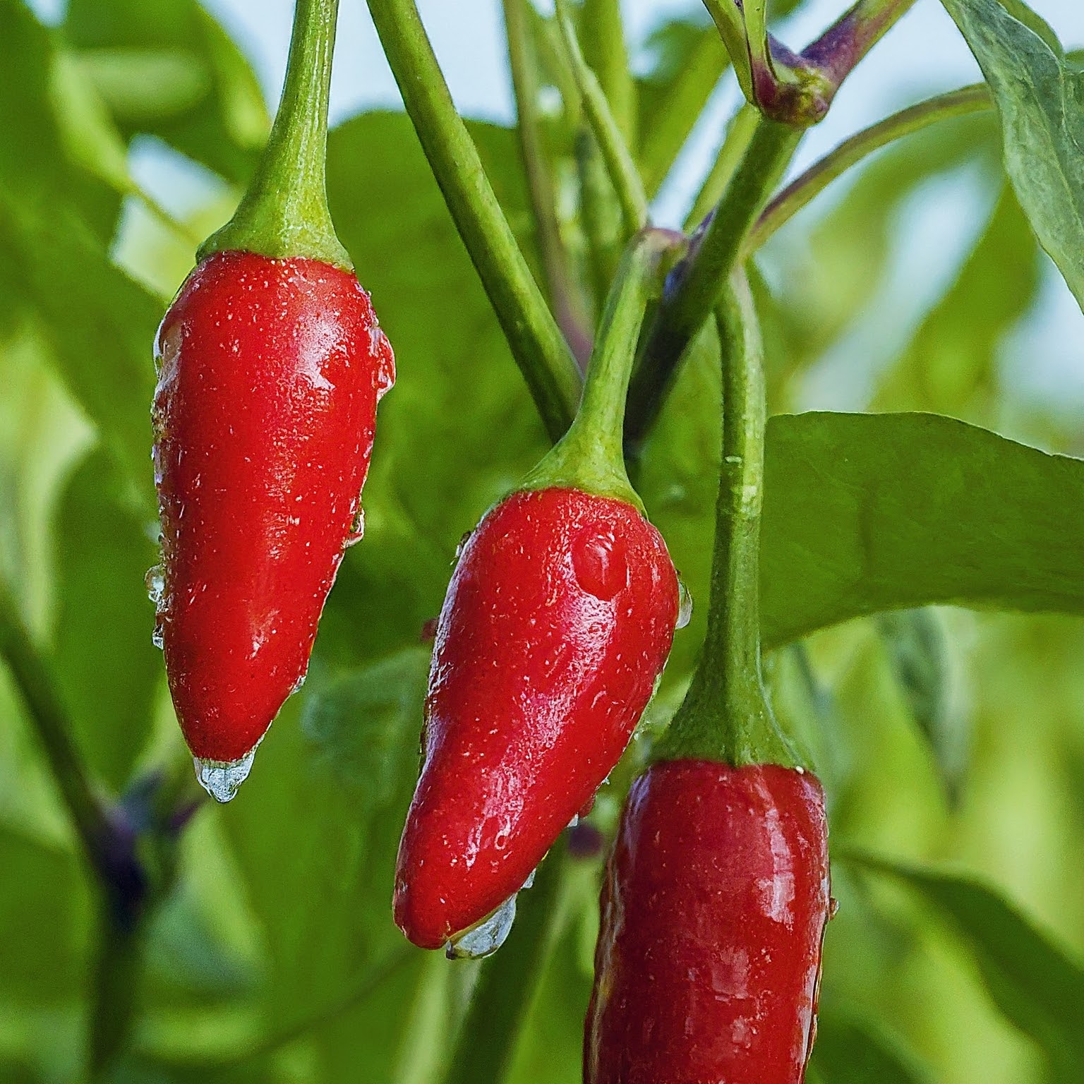 Chillies in the bowl